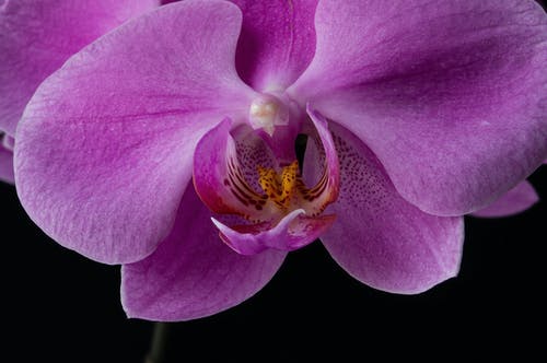 有关充滿活力, 宏觀, 微妙的免费素材图片