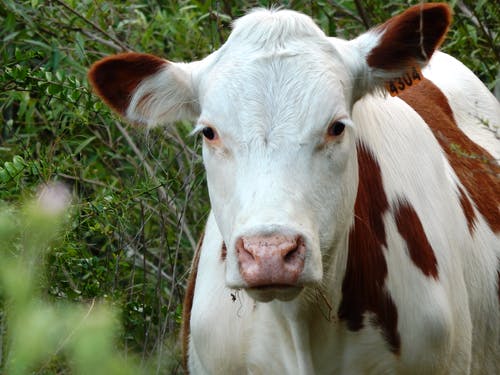 有关動物攝影, 哺乳動物, 家畜的免费素材图片