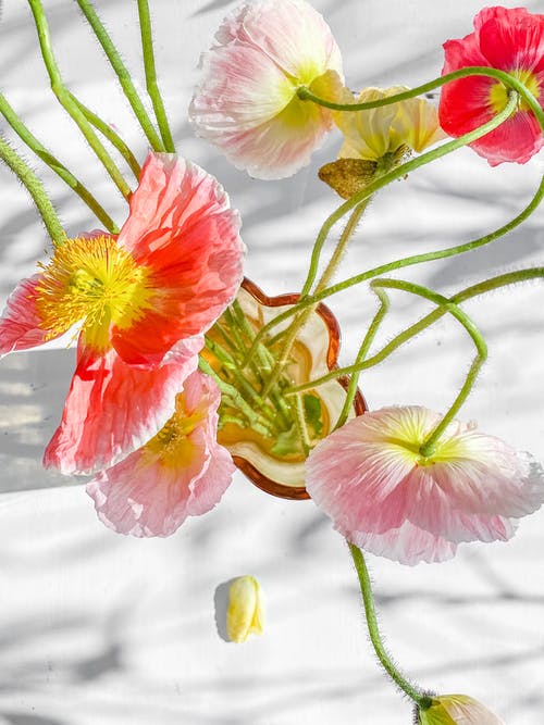 有关植物群, 綻放, 綻放的花朵的免费素材图片