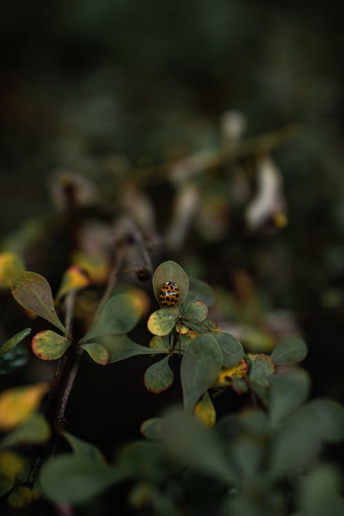 有关垂直拍摄, 昆蟲, 樹葉的免费素材图片