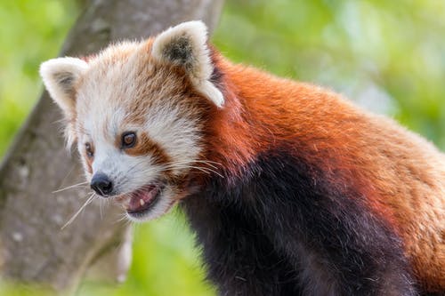 有关中國, 動物, 動物攝影的免费素材图片