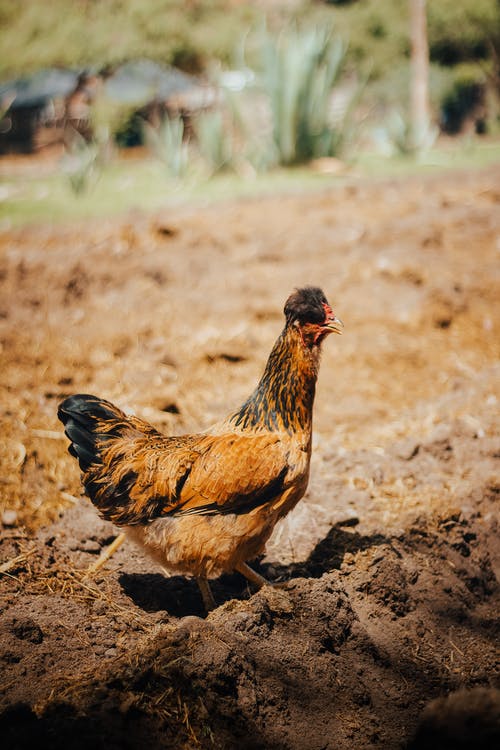 有关動物, 動物攝影, 垂直拍摄的免费素材图片