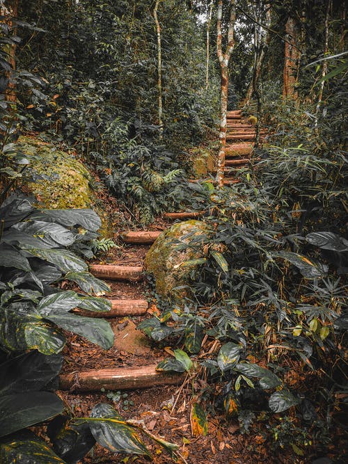 有关分支機構, 原本, 岩石的免费素材图片