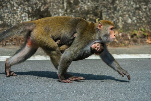 有关動物, 動物園, 動物攝影的免费素材图片