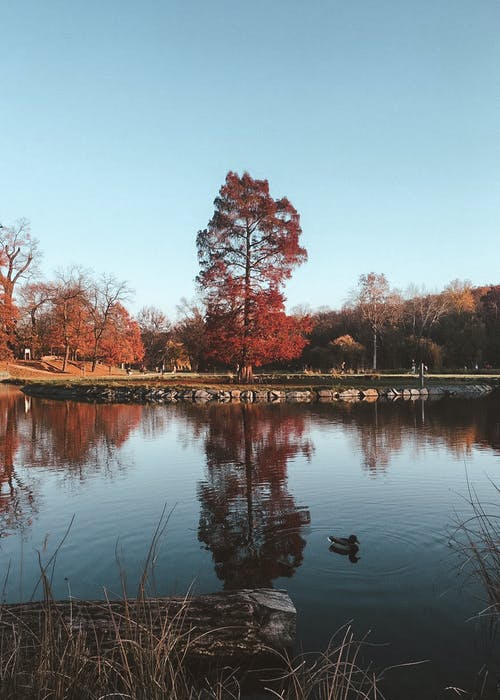 有关下落, 公園, 天性的免费素材图片