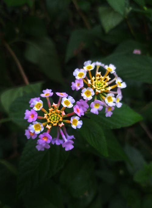 有关垂直拍摄, 天性, 宏觀的免费素材图片