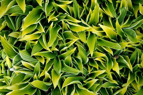 有关一般開銷, 增長, 壁紙的免费素材图片