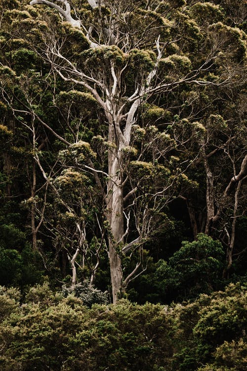 有关垂直拍摄, 增長, 天性的免费素材图片