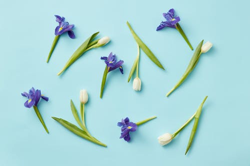 有关Flatlay, 概念的, 浅蓝色背景的免费素材图片