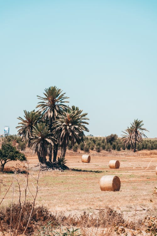 有关乾草地, 垂直拍摄, 天性的免费素材图片