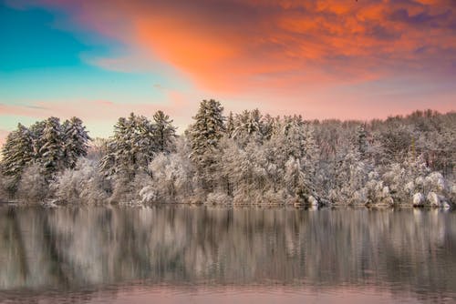 有关冬季, 天性, 森林的免费素材图片