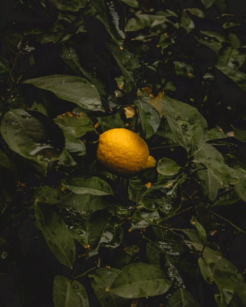 有关健康, 垂直拍摄, 增長的免费素材图片