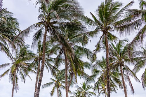 有关天性, 戶外, 棕櫚樹的免费素材图片