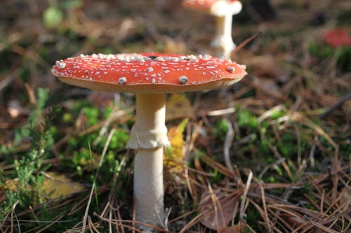 有关增長, 微距攝影, 真菌的免费素材图片