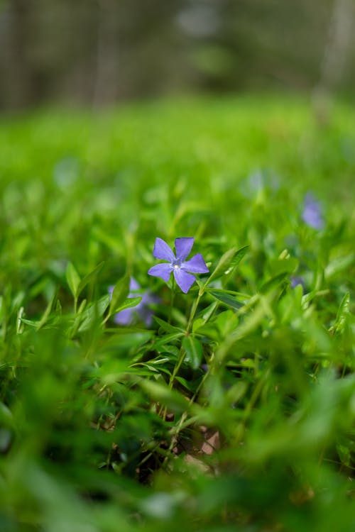 有关垂直拍摄, 增長, 天性的免费素材图片