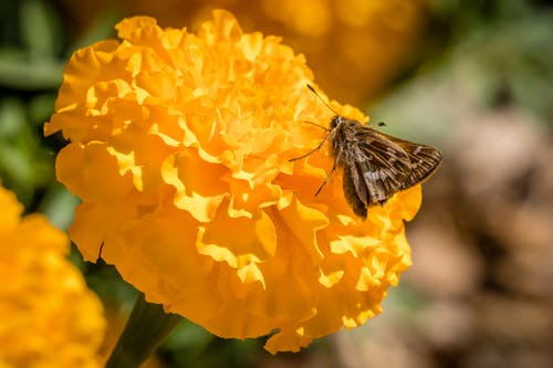 有关微妙, 昆蟲, 特写的免费素材图片