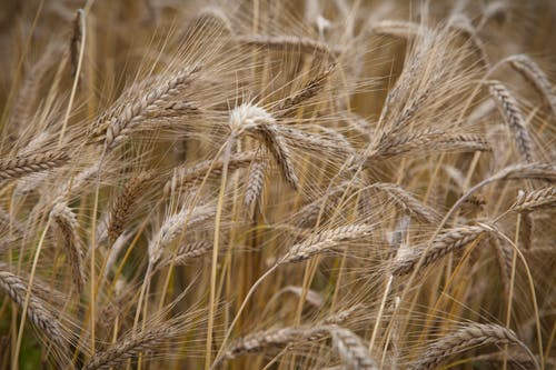 有关大麥, 小麥, 微距攝影的免费素材图片