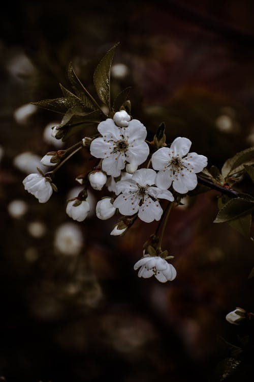 有关垂直拍摄, 增長, 天性的免费素材图片
