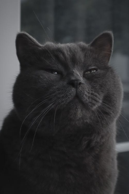 有关可愛, 可愛的, 垂直拍摄的免费素材图片