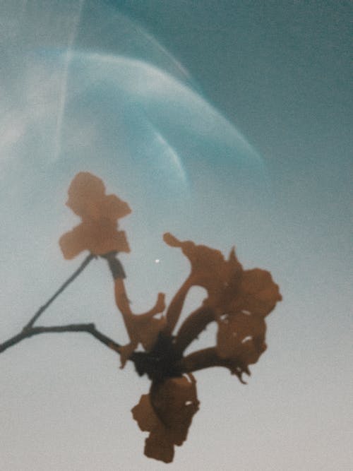 蓝蓝的天空下的红枫叶树 · 免费素材图片