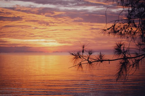 有关天性, 戲劇化, 樹枝的免费素材图片