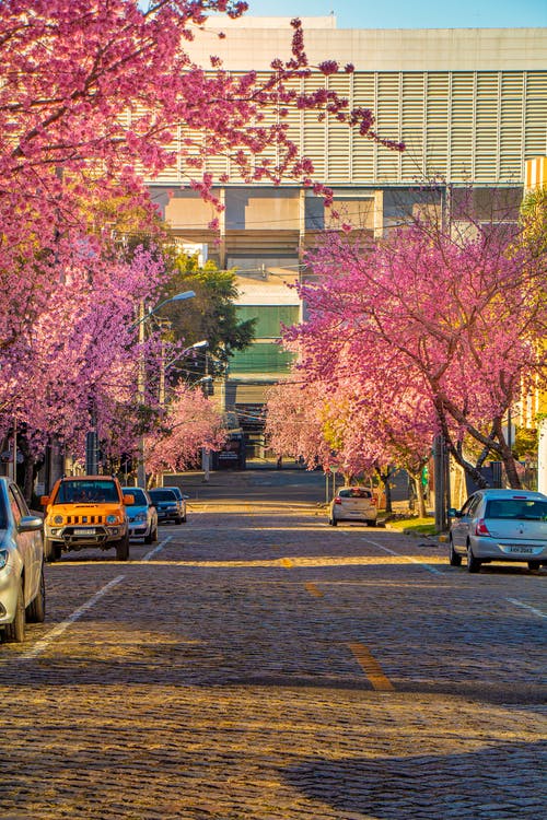 有关停放的汽車, 垂直拍摄, 樹木的免费素材图片