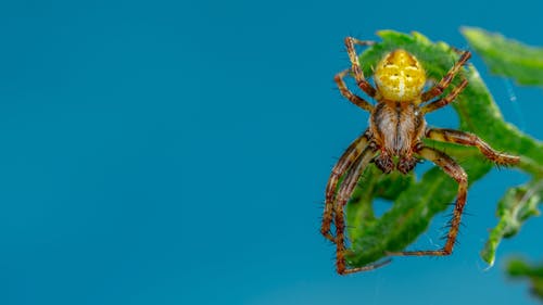 有关動物, 宏觀, 毛茸茸的免费素材图片