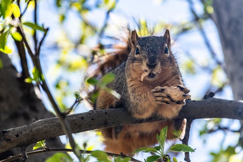 有关動物, 動物攝影, 哺乳動物的免费素材图片