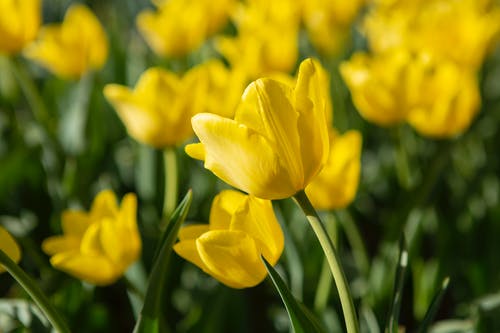 有关戶外, 植物群, 模糊背景的免费素材图片