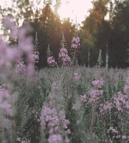 有关垂直拍摄, 增長, 工厂的免费素材图片