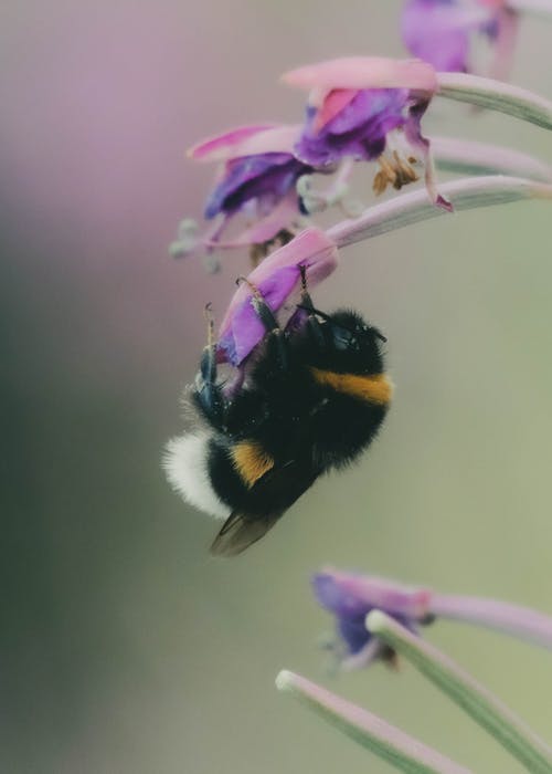 有关垂直拍摄, 小, 微妙的免费素材图片