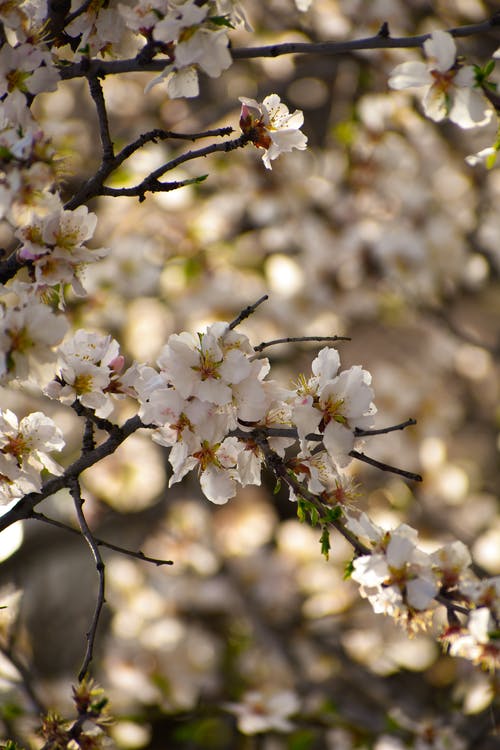 有关分支機構, 垂直拍摄, 植物群的免费素材图片