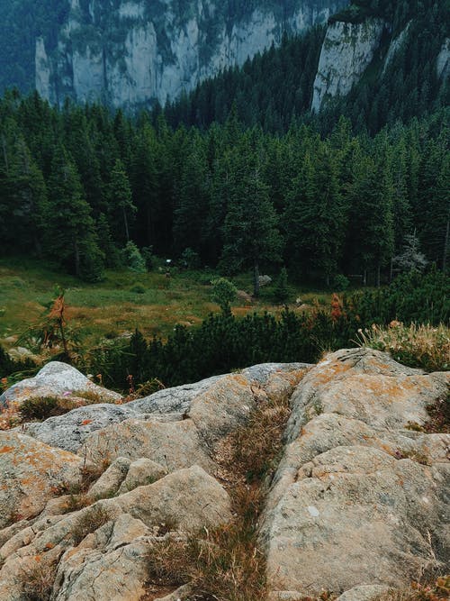 白天松树的照片 · 免费素材图片