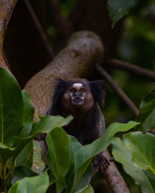 有关分支機構, 動物攝影, 哺乳動物的免费素材图片