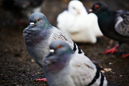 有关動物, 動物攝影, 戶外的免费素材图片