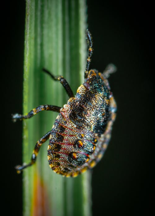 有关動物, 垂直拍摄, 微距拍摄的免费素材图片