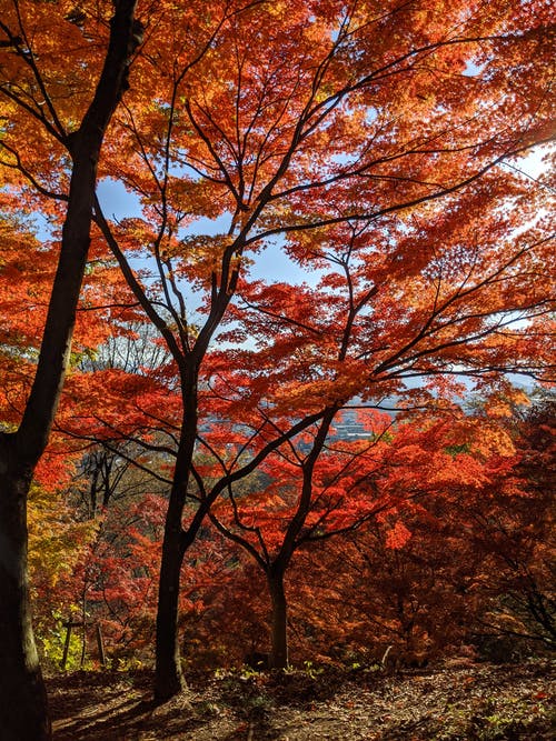 有关弹簧, 樹木, 樹林的免费素材图片