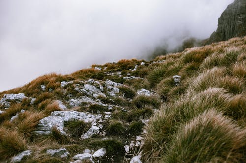 有关有薄霧的, 樹叢, 灌木的免费素材图片