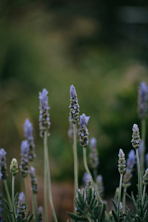 有关垂直拍摄, 增長, 微妙的免费素材图片
