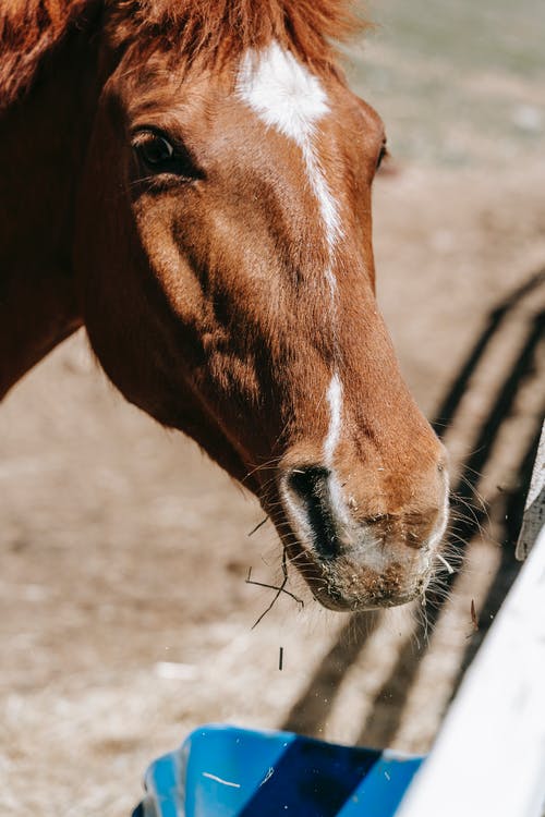 有关動物, 動物的鼻子, 動物肖像的免费素材图片