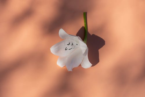 有关平坦的表面, 幹, 微妙的免费素材图片