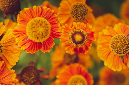 有关向日葵, 植物的, 植物群的免费素材图片