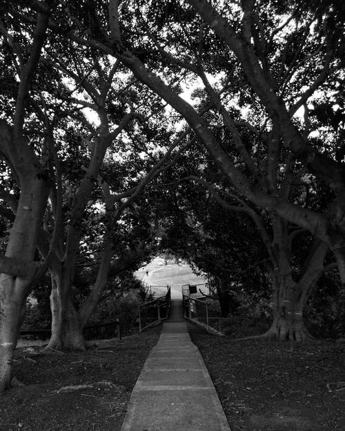 有关人行道, 分支機構, 單色的免费素材图片