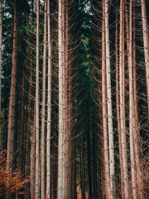 有关分支機構, 叶儿, 棕色的免费素材图片