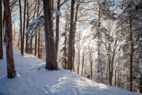 有关下雪的天氣, 光秃秃的树木, 冬季的免费素材图片