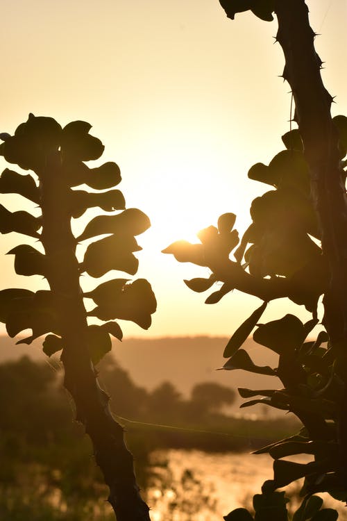 有关剪影, 垂直拍摄, 天性的免费素材图片