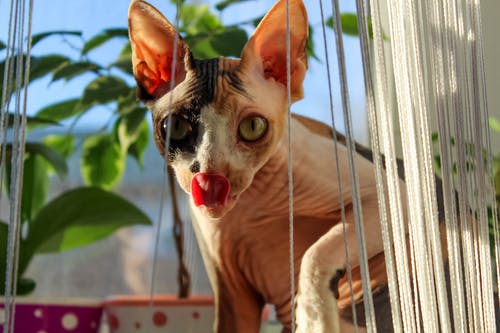 有关動物, 可愛, 可愛的的免费素材图片