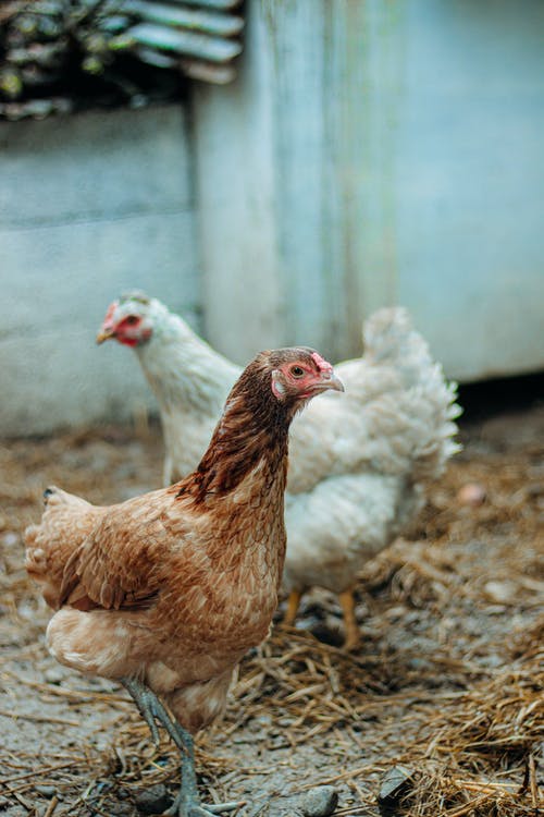 有关母鸡, 農產品的免费素材图片