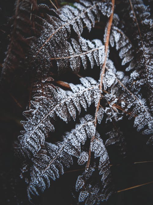 有关冬季, 冷, 垂直拍摄的免费素材图片