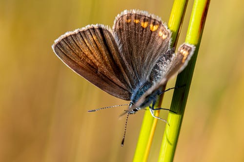 有关polyommatus icarus, 天線, 常见的蓝色的免费素材图片